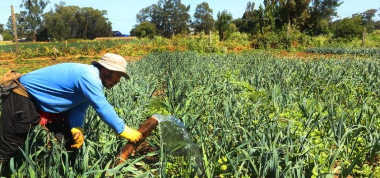 Exportadores frutícolas piden acción coordinada ante nuevo arancel global anunciado por Trump