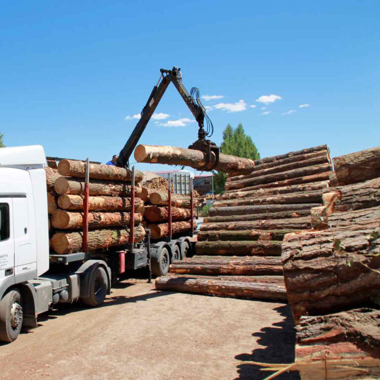 Industria forestal alerta por alza en costos: “Debería subir el precio” de la madera