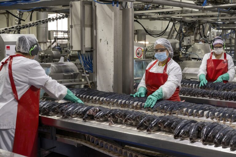 Gremio pesquero denuncia presunta venta irregular de caballa como jurel y exige investigación sanitaria en la Región del Biobío