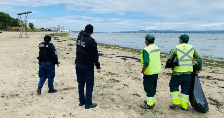 Cerca de 60 aves en descomposición en el borde costero de Penco y Tomé: autoridades coordinaron su retiro