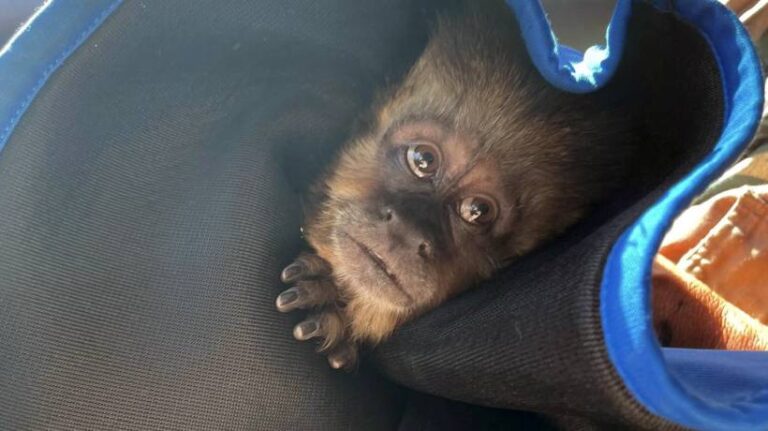 Mono suelto en Concepción: funcionarios municipales capturan primate fugado del zoológico