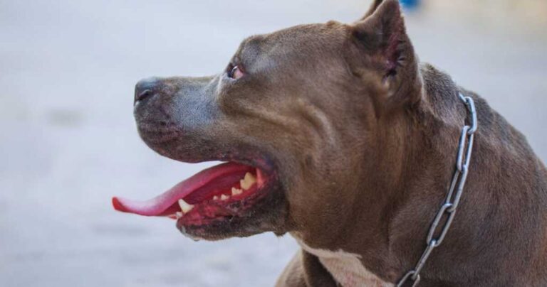 Tomé: mujer gravemente herida tras ataque de tres perros pitbull que ingresaron a su hogar