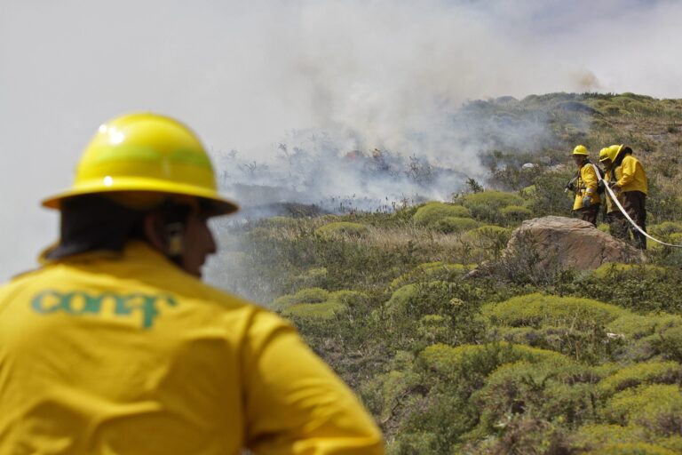 Conaf: 31 incendios forestales siguen en combate, cinco con sobre 1.000 hectáreas afectadas