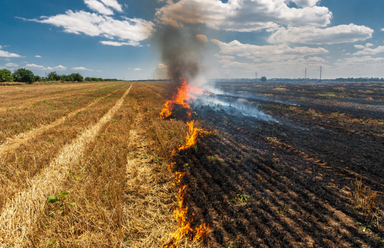 Gobierno declara emergencia agrícola por daños productivos en Biobío tras incendios