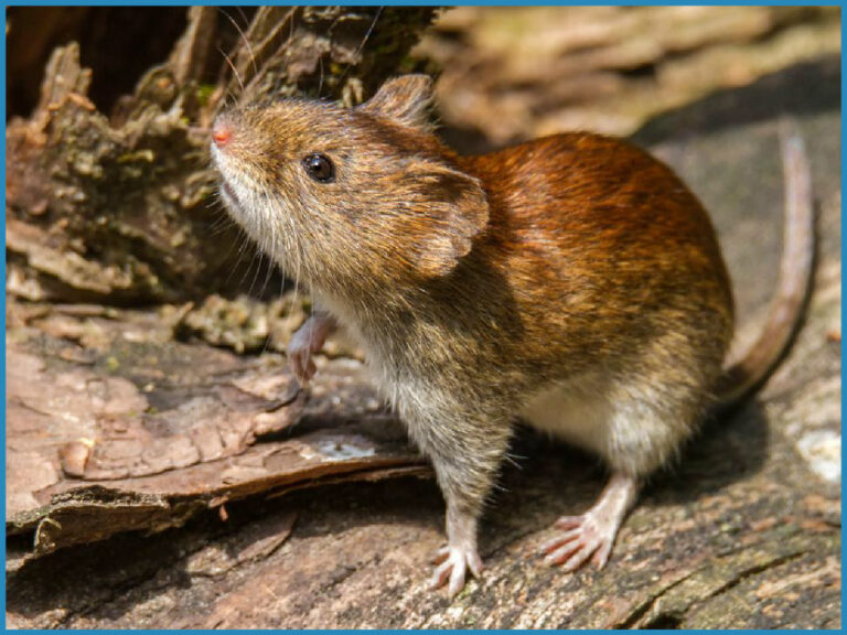 Penco: autoridades sanitarias despliegan pesquisa epidemiológica tras caso de hantavirus