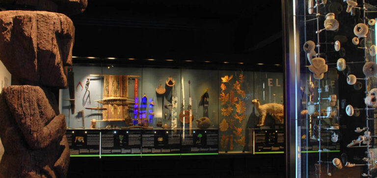 Museo de Historia Natural penquista cerrará por remodelación hasta fin de año