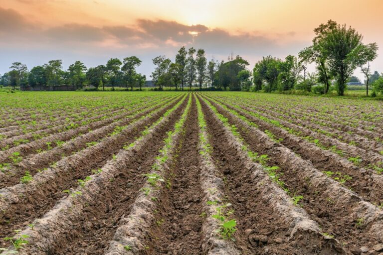Productores frutícolas de Ñuble alertan por lluvias intensas en primavera