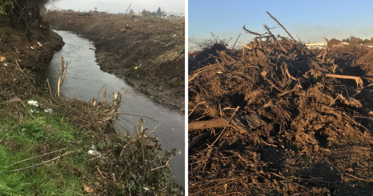 Indagan posible daño ambiental en el estero Quilque tras trabajos de despeje