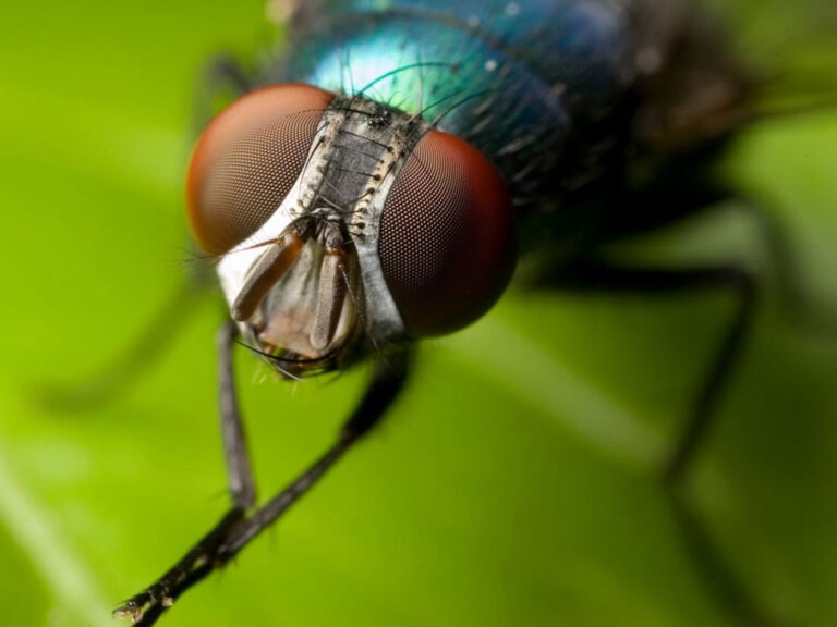 Vecinos alertan por plaga de moscas en zonas rurales de Los Ángeles y denuncian problemas de salud